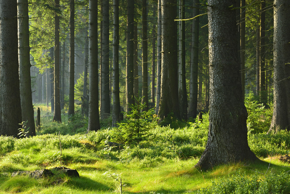 The Flemish government is using blockchain technology to improve forest management.